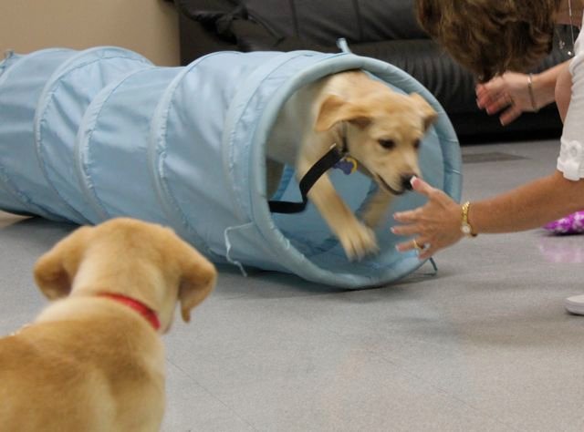 Labrador Retriever and Puppies Training