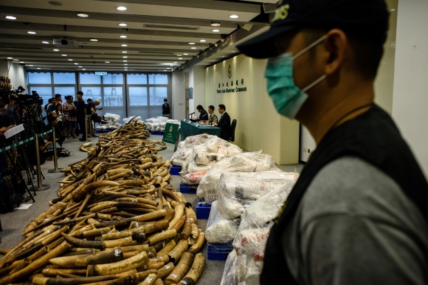More Than 600 Kilograms of Elephant Tusks Seized in Vietnam
