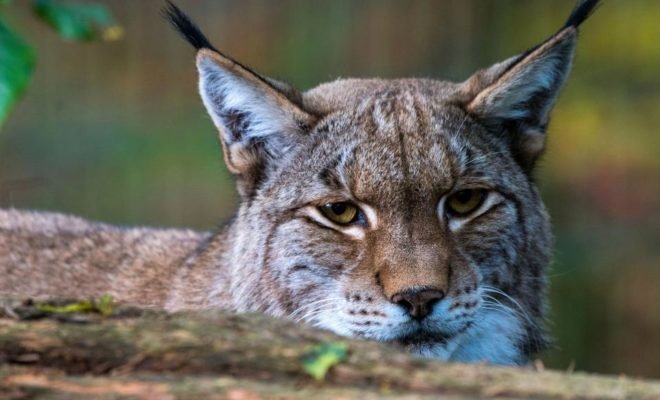 Escaped Lynx Shot Dead in case it Attacked Humans
