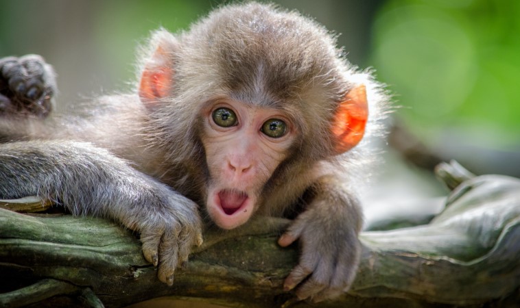 Sri Lanka is Considering Exporting 100,000 Monkeys to Chinese Zoos